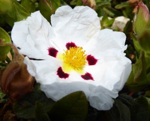 Warriors End Flower cropped