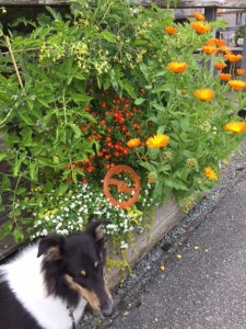 Collies and disappearing orange things