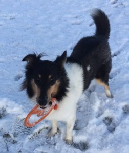 Tess in first snow Jan16