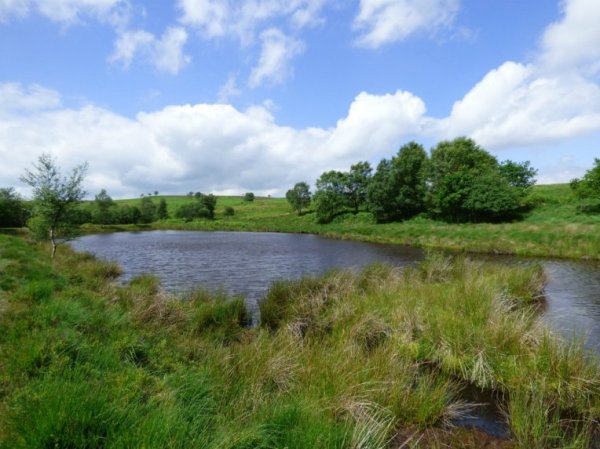 snake-adder-barbrook-merin-stone-beeley-derbyshire-ani-050