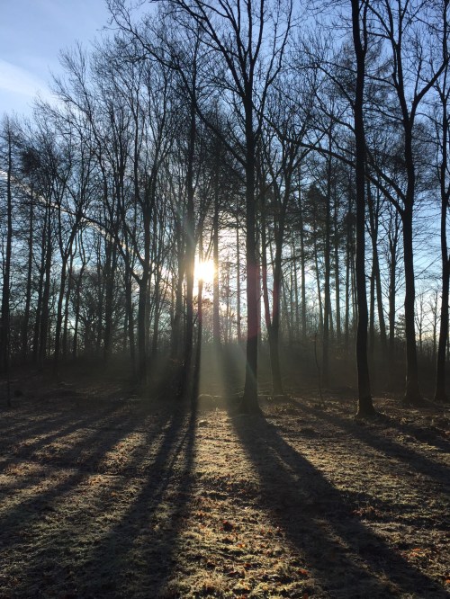 light-path-in-trees-caravan-sizergh