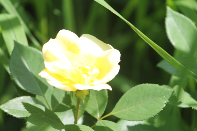 Yellow rose in garden