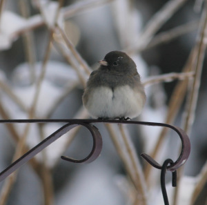 Junco on plant hanger