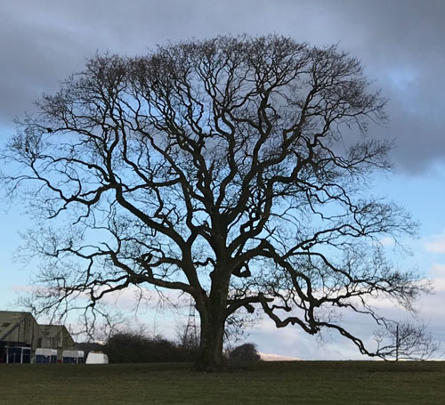 Borderlands Tree reduced