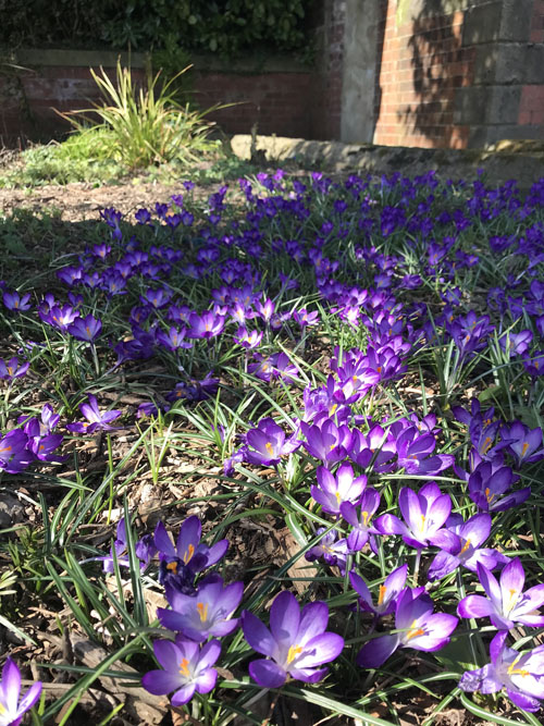 Spring's Silent Song